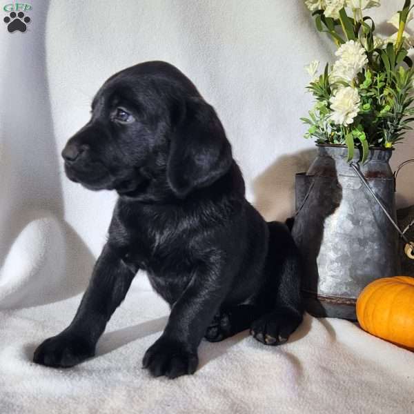 Flame, Black Labrador Retriever Puppy